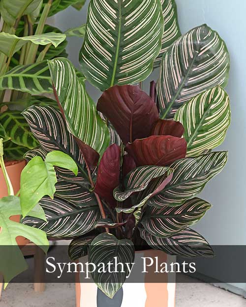 Sympathy Plants