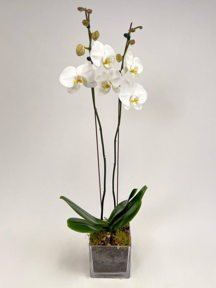 Simply Elegant Orchid